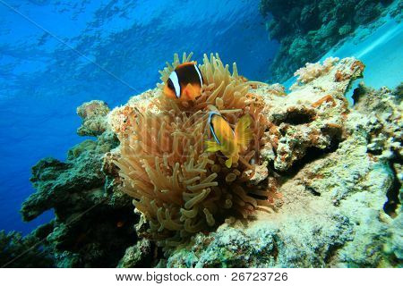 Blase Anemone (Entacmaea Quadricolor) und rote Meer Anemonefishes (Amphiprion Bicinctus)