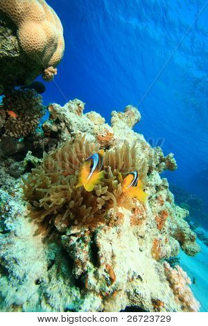 Blase Anemone (Entacmaea Quadricolor) und Rotes Meer Anemonefishes (Amphiprion Bicinctus)