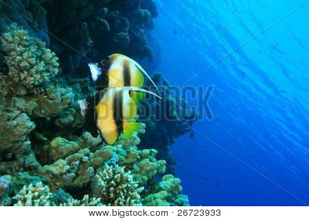Vörös-tengeri Bannerfish (Heniochus intermedius)
