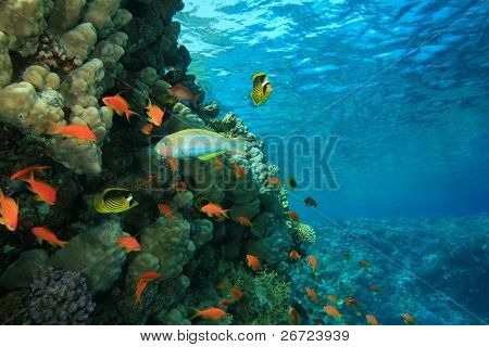 Koralrev med Klunzinger's Wrasse og Butterflyfish