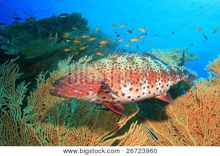 Røde Hav Coral Grouper ved siden af Giant hav Fan (Gorgonian) coral