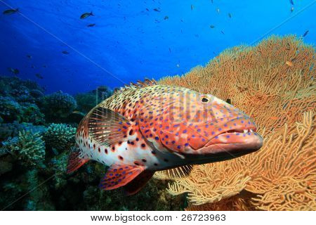 Røde Hav Coral Grouper ved siden af Giant hav Fan (Gorgonian) coral