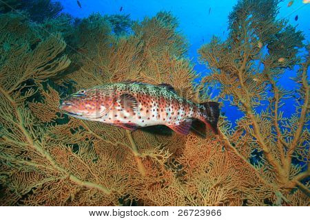 Røde Hav Coral Grouper ved siden af Giant hav Fan (Gorgonian) coral
