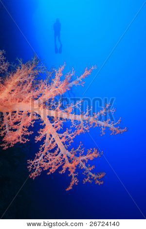 Scuba Diving in the Red Sea