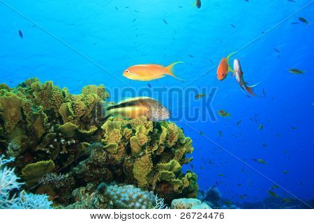 Szeplős Hawkfish (Paracirrhites forsteri)