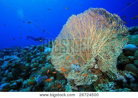 riesige Meeresfächer Korallen (Annella Mollis) mit Scuba Diver Silhouette im Hintergrund