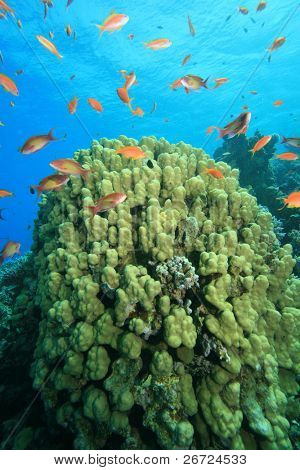 Dome koraller (Porites nodifera) og Lyretail Anthias