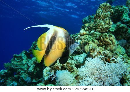 Røde Hav Bannerfish (Heniochus intermedius)