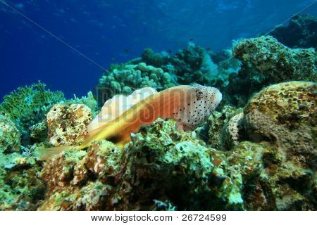 Gyöngyös Hawkfish