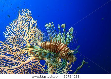 ปลาสิงโตข้างปะการังพัดลม Gorgonian
