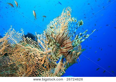 Lionfish ved siden af Gorgonian Fan Coral