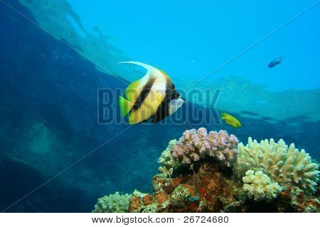Røde Hav Bannerfish (Heniochus intermedius)