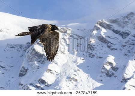 Bearded Vulture, Gypaetus Barbatus, Immature, First Year Flying In The French Alps, Vanoise, France,