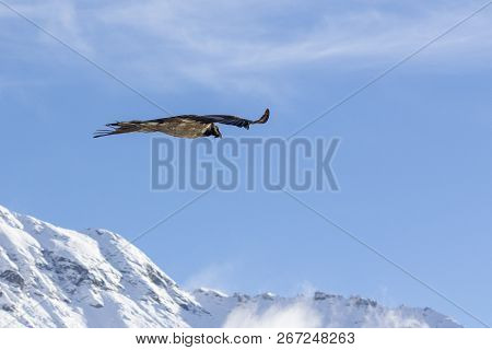Bearded Vulture, Gypaetus Barbatus, Immature, First Year Flying In The French Alps, Vanoise, France,