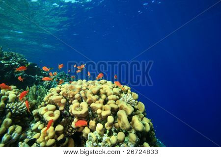 Coral reef og Lyretail Anthias