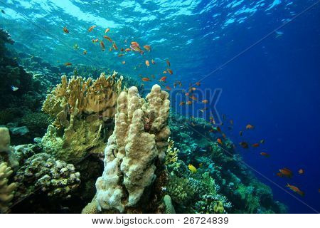 Coral reef og Lyretail Anthias