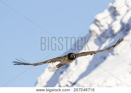 Bearded Vulture, Gypaetus Barbatus, Immature, First Year Flying In The French Alps, Vanoise, France,