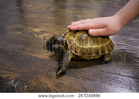 Cute Little Pet Central Asian Tortoise On The Floor In The House
