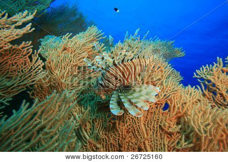 Lionfish på Gorgonian Fan Coral