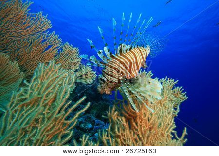 Lionfish på Gorgonian Fan Coral