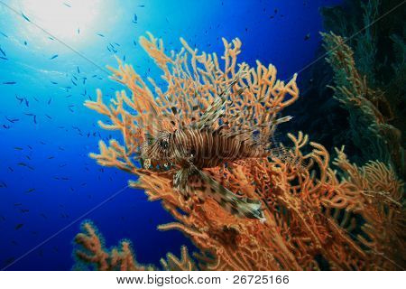 Lionfish på Gorgonian Fan Coral