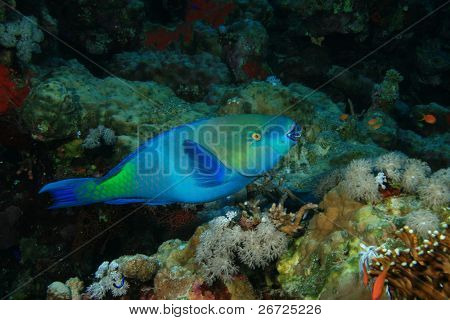 Rusty Parrotfish (Scarus ferrugineus)