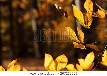 Autumn Beech Leaves In Beautiful Bright Forest