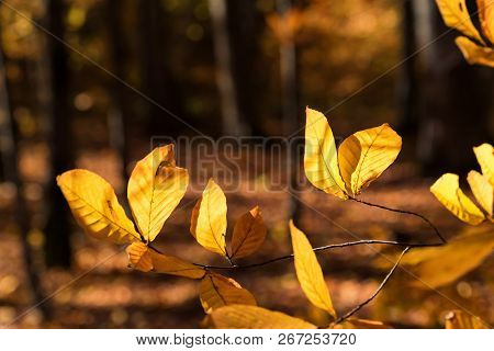 Autumn Beech Leaves In Beautiful Bright Forest