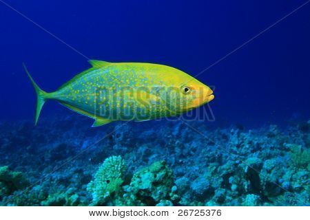 Lepomis Trevally (Carangoides bajad)