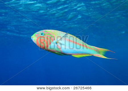 Farverige tropiske fisk (Klunzinger's Wrasse)