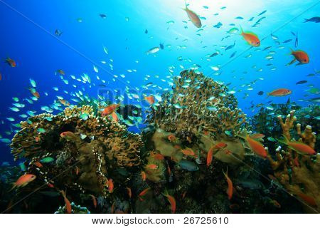 Bellissimo pesce tropicale su una barriera corallina