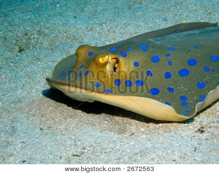 Blauw gevlekte Stingray