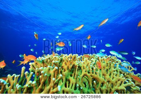 Belos recifes de corais com Anthias e Damselfishes