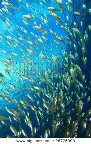 Stime af Glassfish i blå vand
