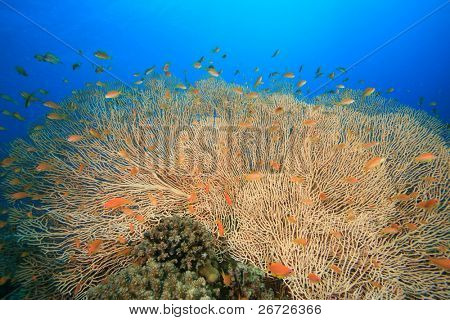 Gorgonian Fan Coral