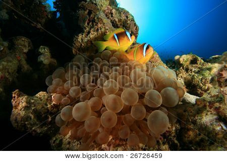 Kabarcık Anemone Ref deniz türler (Amphipiron bicinctus) çiftinin ile