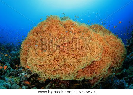 Gorgonian Fan Coral