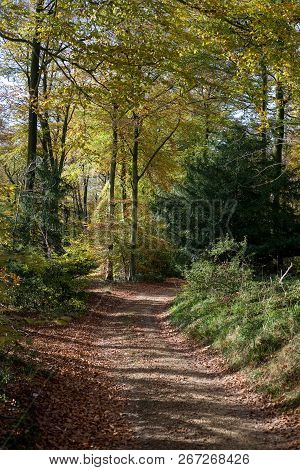 Forest In Cotswolds. Sunny Day With Autumn Colours.