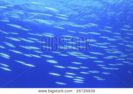 Balık okul: sarı Barracudas