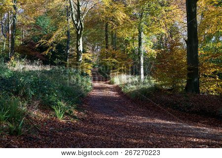 Forest In Cotswolds. Sunny Day With Autumn Colours.