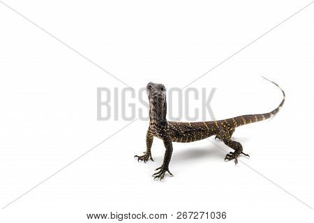 The Black Roughneck Monitor Lizard Isolated On White Backgrouns