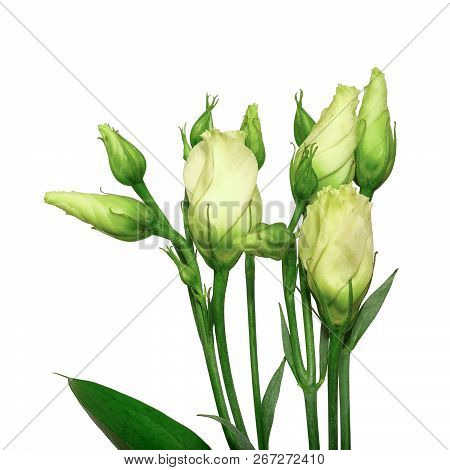 Fresh Flowers Eustoma Isolated On White Background. Young Unblown White Buds Of Eustoma.