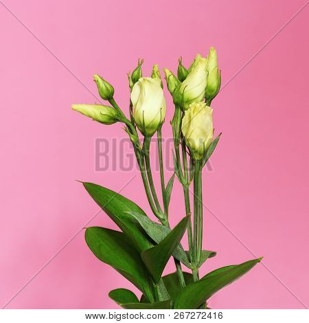 White Blossom Eustoma Flowers On A Bright Pink Background With Copy Space. Bunch Of Delicate Young F