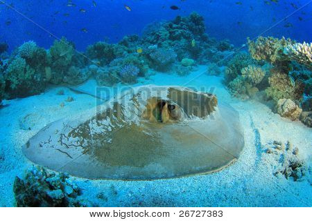 Veer staart Stingray