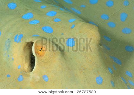 Blue spotted Stingray (Taeniura lymma)