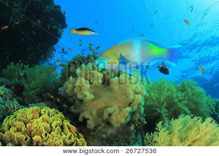 Rusty Parrotfish (Scarus ferrugineus) sulla barriera corallina