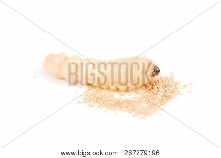 Larva Bark Beetle (scolytinae). Larva Of Bark Beetles Legless Isolated On White Background.