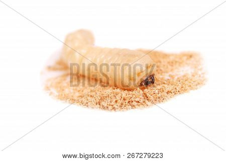 Larva Bark Beetle (scolytinae). Larva Of Bark Beetles Legless Isolated On White Background.