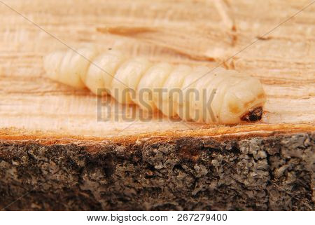 Larva Bark Beetle (scolytinae). Larva Of Bark Beetles Legless On Wood Background.