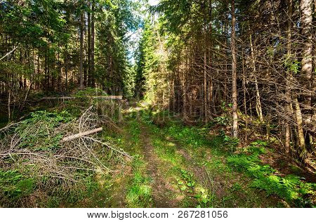 Journey On Foot Through Uncharted Roads Of A Green Forest. Summer In The Forest